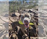 Small Photo #1 American Pit Bull Terrier Puppy For Sale in phoenix, AZ, USA