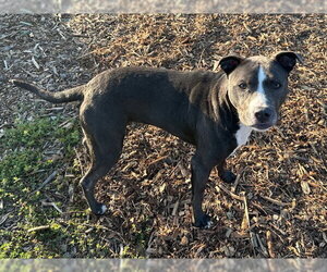 Mutt Dogs for adoption in Santa Cruz, CA, USA