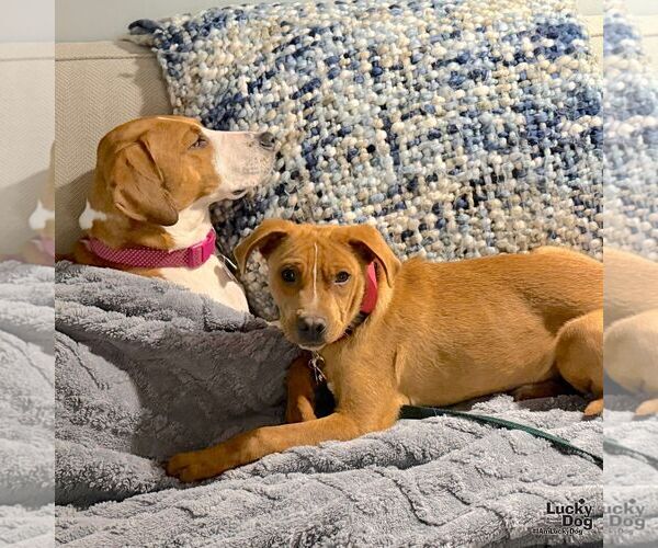 Medium Photo #5 Beagle-Unknown Mix Puppy For Sale in Washington, DC, USA