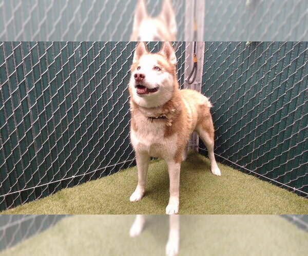 Medium Photo #1 Siberian Husky Puppy For Sale in Downey, CA, USA