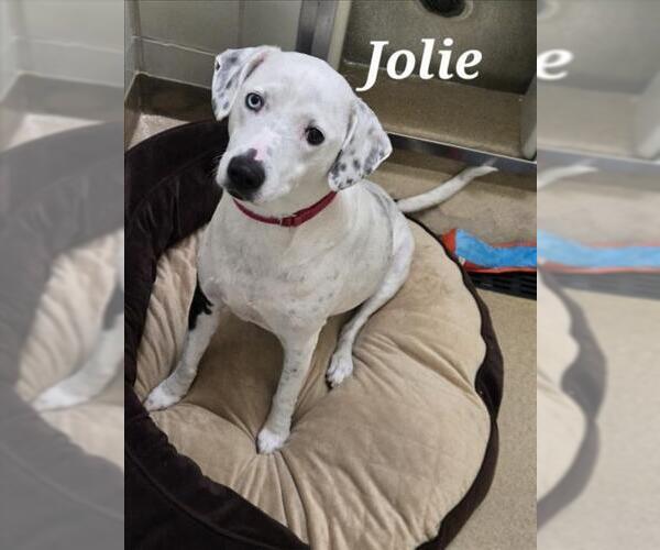 Medium Photo #2 Dalmatian-Unknown Mix Puppy For Sale in Derwood, MD, USA