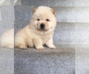 Chow Chow Puppy for sale in IRVINE, CA, USA