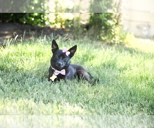 Medium Photo #1 Chihuahua Puppy For Sale in Sandy, UT, USA