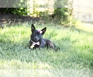 Chihuahua Dogs for adoption in Sandy, UT, USA