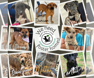 Mutt Dogs for adoption in Crystal, MN, USA
