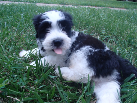 Medium Photo #1 Havanese Puppy For Sale in FENTON, MO, USA