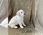 Small Photo #42 Labrador Retriever Puppy For Sale in MURRIETA, CA, USA