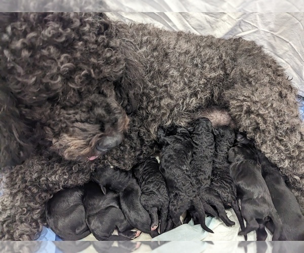 Medium Photo #1 Portuguese Water Dog Puppy For Sale in HAVERTOWN, PA, USA