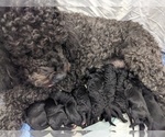 Small Photo #1 Portuguese Water Dog Puppy For Sale in HAVERTOWN, PA, USA