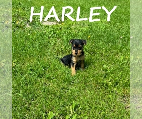 Medium Photo #2 Carkie Puppy For Sale in HARTLAND, MN, USA