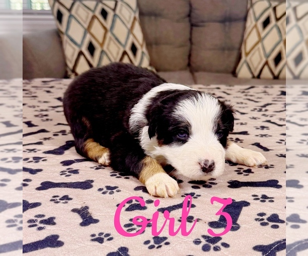 Medium Photo #53 Australian Shepherd Puppy For Sale in SALISBURY, NC, USA