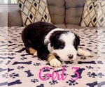 Puppy Girl 3 Australian Shepherd