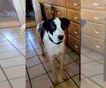 Small #9 Collie Mix