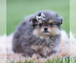 Small #2 Pomeranian