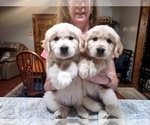 Small Photo #1 Golden Retriever Puppy For Sale in CLARKSVILLE, TN, USA