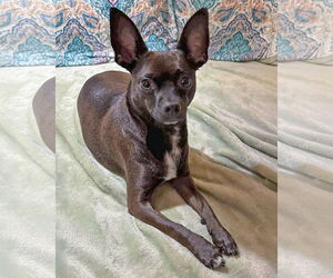 Chihuahua-Unknown Mix Dogs for adoption in Corona, CA, USA