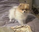 Small Pomeranian