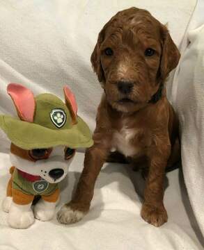 Medium Photo #1 Goldendoodle Puppy For Sale in HARTVILLE, OH, USA