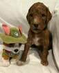 Small Photo #1 Goldendoodle Puppy For Sale in HARTVILLE, OH, USA