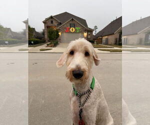 Labradoodle Dogs for adoption in The Woodlands, TX, USA
