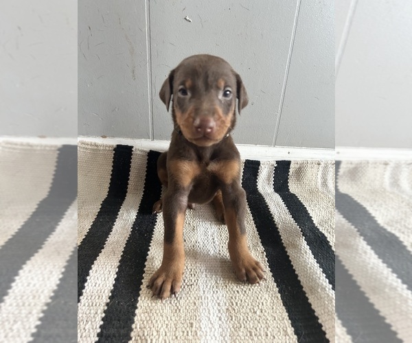 Medium Photo #1 Doberman Pinscher Puppy For Sale in OAK FOREST, IL, USA