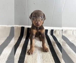 Doberman Pinscher Puppy for Sale in OAK FOREST, Illinois USA