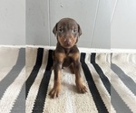 Image preview for Ad Listing. Nickname: Gray Collar