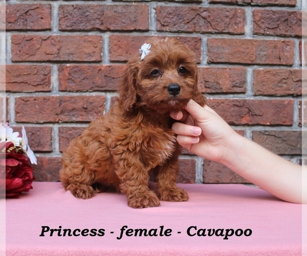 Medium Photo #2 Cavapoo (Miniature) Puppy For Sale in CLARKRANGE, TN, USA