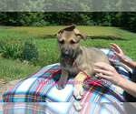 Small #6 German Shepherd Dog
