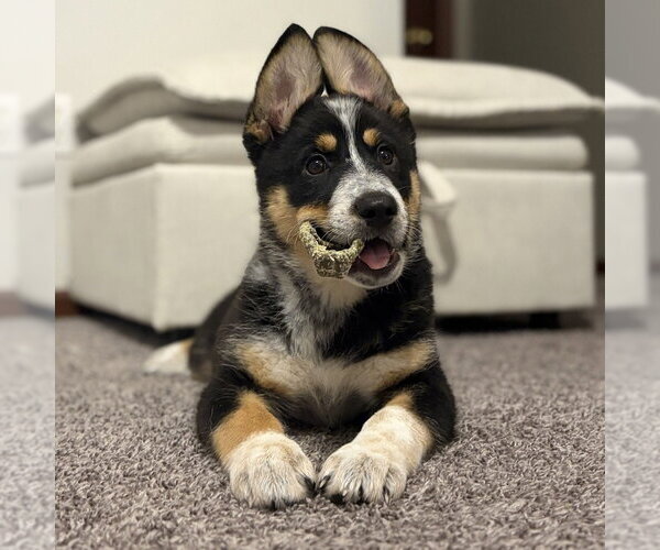 Medium Photo #2 German Shepherd Dog-Unknown Mix Puppy For Sale in Minneapolis, MN, USA