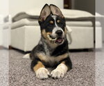 Small #1 German Shepherd Dog Mix