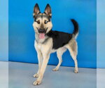 Small #1 Gerberian Shepsky