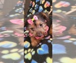 Small Photo #1 Yorkshire Terrier Puppy For Sale in AKRON, OH, USA