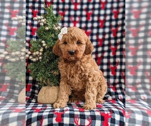 Goldendoodle (Miniature) Puppy for sale in NOTTINGHAM, PA, USA
