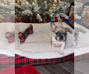 French Bulldog Puppy for sale in ATLANTA, GA, USA