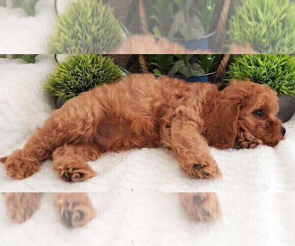 Medium Photo #25 Cavapoo Puppy For Sale in CARLISLE, KY, USA