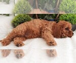 Small Photo #25 Cavapoo Puppy For Sale in CARLISLE, KY, USA