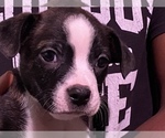 Small Photo #13 Boston Terrier-Collie Mix Puppy For Sale in COLUMBUS, OH, USA