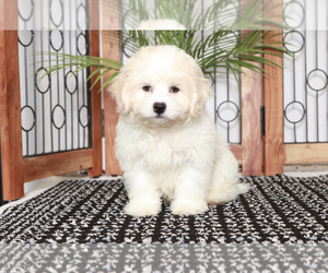 Zuchon Puppy for sale in NAPLES, FL, USA