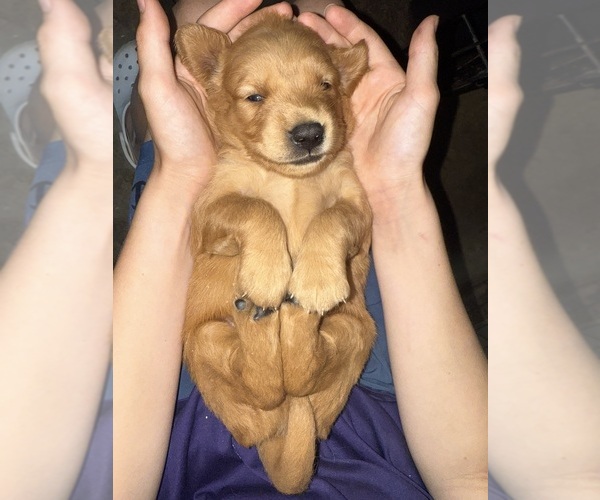 Medium Photo #1 Golden Retriever Puppy For Sale in ROCHESTER, MN, USA