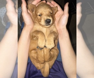 Golden Retriever Puppy for sale in ROCHESTER, MN, USA