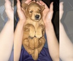 Small Golden Retriever