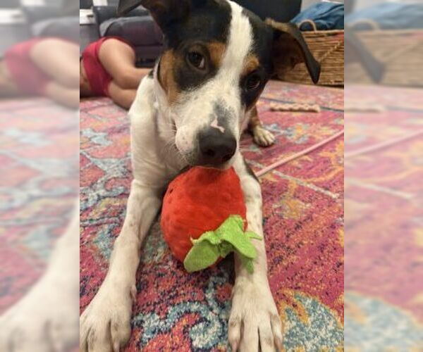 Medium Photo #1 Beagle-Border Collie Mix Puppy For Sale in Mt. Laurel, NJ, USA