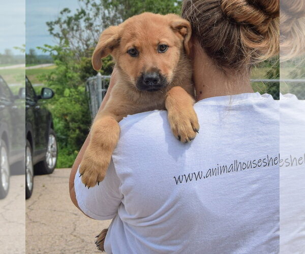 Medium Photo #5 Anatolian Shepherd-German Shepherd Dog Mix Puppy For Sale in Huntley, IL, USA