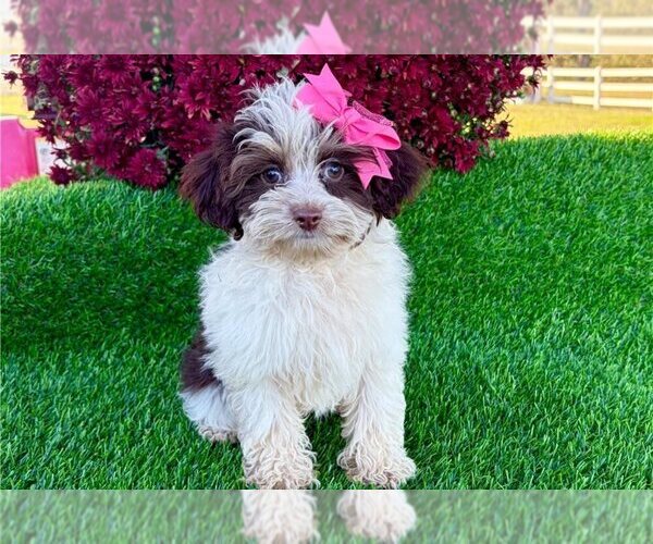 Medium Photo #1 F2 Aussiedoodle Puppy For Sale in GARLAND, TX, USA