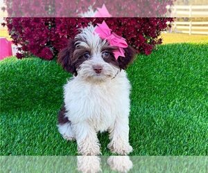 F2 Aussiedoodle Puppy for sale in GARLAND, TX, USA