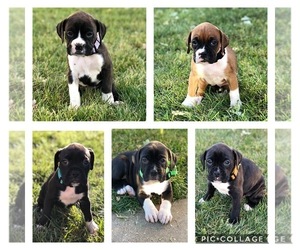 Boxer Puppy for sale in CHASKA, MN, USA
