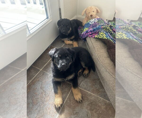 Medium Photo #4 German Shepherd Dog-Unknown Mix Puppy For Sale in West Sacramento, CA, USA