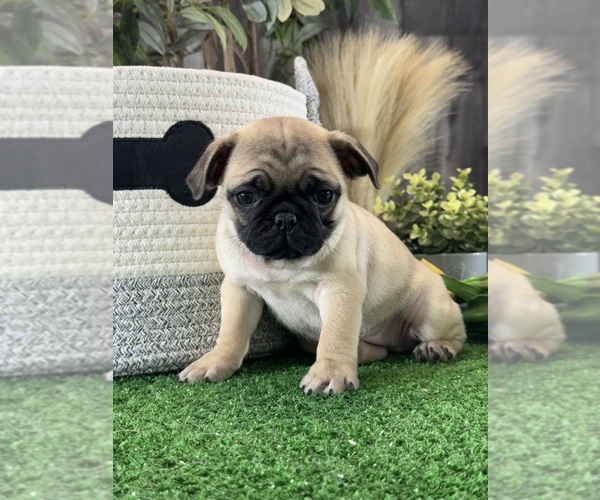 Medium Photo #1 Pug Puppy For Sale in CANOGA, NY, USA