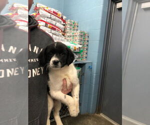 Border Collie Dogs for adoption in Evansville, IN, USA